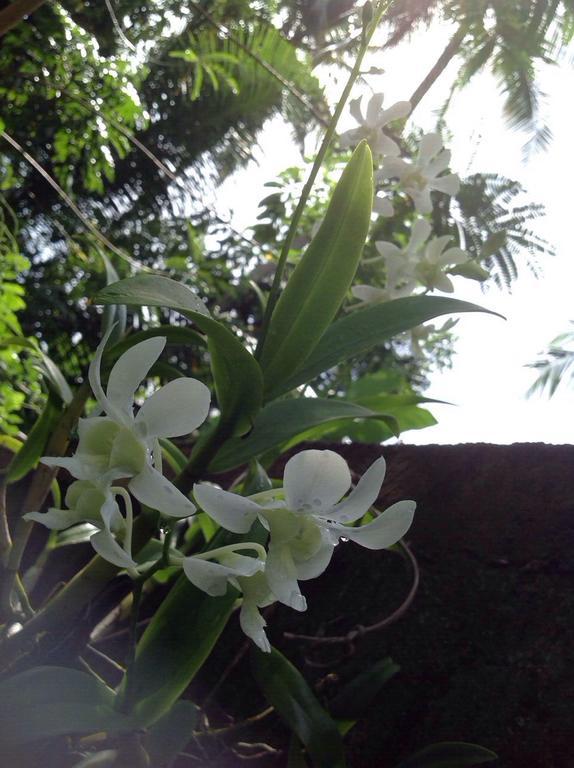 Tranquil Private Villa Near Bentota Beach Ngoại thất bức ảnh